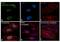 Replication Protein A2 antibody, PA5-22256, Invitrogen Antibodies, Immunofluorescence image 