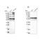 BSD Domain Containing 1 antibody, PA5-56712, Invitrogen Antibodies, Western Blot image 