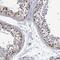 Tumor Suppressor Candidate 1 antibody, HPA051426, Atlas Antibodies, Immunohistochemistry frozen image 