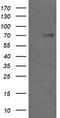 Galactosidase Beta 1 antibody, LS-B9826, Lifespan Biosciences, Western Blot image 