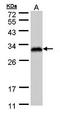 RAN Binding Protein 1 antibody, orb74009, Biorbyt, Western Blot image 