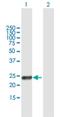Retinoic Acid Early Transcript 1G antibody, H00353091-B01P, Novus Biologicals, Western Blot image 