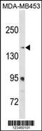 Ribosome Binding Protein 1 antibody, 59-905, ProSci, Western Blot image 