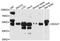 DEAD-Box Helicase 47 antibody, A10359, ABclonal Technology, Western Blot image 