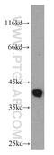 Alcohol Dehydrogenase 5 (Class III), Chi Polypeptide antibody, 11051-1-AP, Proteintech Group, Western Blot image 