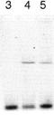 mCLOCK antibody, NB100-126, Novus Biologicals, Western Blot image 