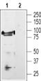 Transient Receptor Potential Cation Channel Subfamily V Member 1 antibody, PA5-77317, Invitrogen Antibodies, Western Blot image 