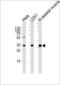 RNA Polymerase II Subunit C antibody, LS-B13783, Lifespan Biosciences, Western Blot image 