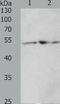 Telomeric repeat-binding factor 1 antibody, TA322887, Origene, Western Blot image 