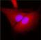 Mitogen-Activated Protein Kinase 1 antibody, NB110-60506, Novus Biologicals, Immunofluorescence image 