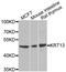 Keratin 13 antibody, STJ110010, St John