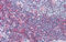 Goosecoid Homeobox antibody, 25-048, ProSci, Enzyme Linked Immunosorbent Assay image 