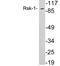 Ribosomal Protein S6 Kinase A1 antibody, LS-C199989, Lifespan Biosciences, Western Blot image 