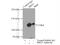 Bromodomain Containing 3 antibody, 11859-1-AP, Proteintech Group, Immunoprecipitation image 