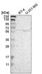 Activin A Receptor Type 2B antibody, HPA007398, Atlas Antibodies, Western Blot image 