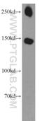 SOS Ras/Rac Guanine Nucleotide Exchange Factor 1 antibody, 55041-1-AP, Proteintech Group, Western Blot image 