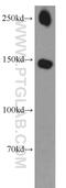 Son of sevenless homolog 1 antibody, 55041-1-AP, Proteintech Group, Western Blot image 