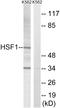 Heat Shock Transcription Factor 1 antibody, LS-C118287, Lifespan Biosciences, Western Blot image 