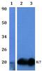 Transforming Growth Factor Beta Regulator 4 antibody, PA5-75916, Invitrogen Antibodies, Western Blot image 