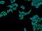 THAP Domain Containing 10 antibody, 21897-1-AP, Proteintech Group, Immunofluorescence image 