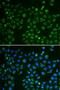 Glutathione Peroxidase 4 antibody, LS-C331776, Lifespan Biosciences, Immunofluorescence image 