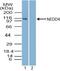 NEDD4 E3 Ubiquitin Protein Ligase antibody, PA5-23492, Invitrogen Antibodies, Western Blot image 