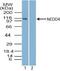 NEDD4 E3 Ubiquitin Protein Ligase antibody, PA5-23492, Invitrogen Antibodies, Western Blot image 