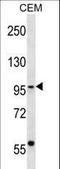 SEC63 Homolog, Protein Translocation Regulator antibody, LS-B12759, Lifespan Biosciences, Western Blot image 