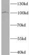 Bromodomain Containing 3 antibody, FNab00947, FineTest, Western Blot image 