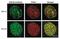 RAD18 E3 Ubiquitin Protein Ligase antibody, GTX00886, GeneTex, Immunofluorescence image 