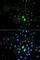 Peptidylprolyl Cis/Trans Isomerase, NIMA-Interacting 1 antibody, A2106, ABclonal Technology, Immunofluorescence image 
