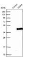 Guanosine Monophosphate Reductase antibody, NBP1-87459, Novus Biologicals, Western Blot image 