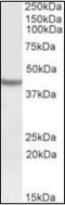 SRY-Box 3 antibody, orb96435, Biorbyt, Western Blot image 