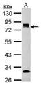 Golgi Membrane Protein 1 antibody, PA5-30622, Invitrogen Antibodies, Western Blot image 