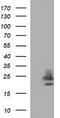 Claudin 6 antibody, LS-C788352, Lifespan Biosciences, Western Blot image 