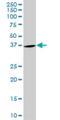 Purine Rich Element Binding Protein A antibody, H00005813-M01, Novus Biologicals, Western Blot image 