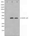 Protein Kinase CAMP-Activated Catalytic Subunit Alpha antibody, orb224644, Biorbyt, Western Blot image 