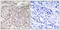 GPRIN Family Member 3 antibody, LS-C119987, Lifespan Biosciences, Immunohistochemistry frozen image 