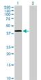 Alcohol Dehydrogenase 4 (Class II), Pi Polypeptide antibody, H00000127-D01P, Novus Biologicals, Western Blot image 