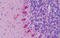 Ephrin A1 antibody, MBS248279, MyBioSource, Immunohistochemistry paraffin image 