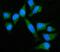 G Protein Subunit Beta 3 antibody, A02407-2, Boster Biological Technology, Immunofluorescence image 