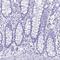 Cystatin D antibody, PA5-63959, Invitrogen Antibodies, Immunohistochemistry frozen image 