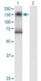 Serine/threonine-protein kinase SIK2 antibody, H00023235-M01, Novus Biologicals, Western Blot image 