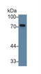 Taxilin Alpha antibody, LS-C716556, Lifespan Biosciences, Western Blot image 