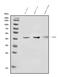 Indoleamine 2,3-Dioxygenase 2 antibody, A06002-2, Boster Biological Technology, Western Blot image 