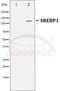 Sterol Regulatory Element Binding Transcription Factor 1 antibody, A00282-1, Boster Biological Technology, Western Blot image 