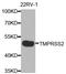 Transmembrane Serine Protease 2 antibody, LS-B14876, Lifespan Biosciences, Western Blot image 