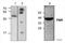 Translocator protein antibody, NBP1-45769, Novus Biologicals, Western Blot image 