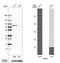 NEDD1 Gamma-Tubulin Ring Complex Targeting Factor antibody, HPA038591, Atlas Antibodies, Western Blot image 