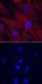 C1q And TNF Related 3 antibody, AF7925, R&D Systems, Immunocytochemistry image 